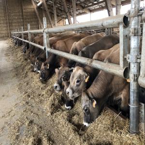 Bovins pour engraissement, Taurillons AUBRAC - animaux vivants entreprise familiale et sérieuse spécialisée dans l'exportation de bovins,  ovins et caprins. possibilité d'export de taurillons aubrac ou autre pour engraissement. génisses laitières et allaitantes pour l'élevage. préparation sanitaire et gesti