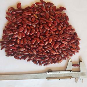 Haricots rouges marbrés de Madagascar - Marbled R - fruits et légumes haricots rouges marbrés ( marbled red bean) de madagascar,  calibre 16, 4mm. sorted & packages in ppn bags.--quantité disponible- 500 tonnes.--récolte (crop)- 2019