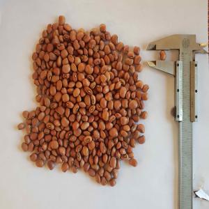 RED COW PEAS OF MADAGASCAR - fruits and vegetables red cow peas sorted of madagascar (lojy mena de madagascar). goog quality crop 2019,  sorted & packaged in ppn bags. --caliber- 9, 7mm--crop- 2019