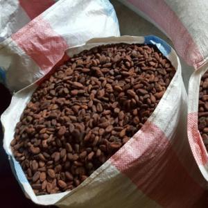 Cocoa Beans - other cocoa beans--clone of cocoa- trinitario--bean count- 90 – 110 beans /100 mg--moisture content- < 7%--waste- < 0.1%--mouldy- <0.1%--live insect- 0%--sortation- manual sortation by hand--drying- natural sun-dried--tastes/flavours dominant- chocolaty,  fruity and nutty--cocoa nibs--calories- 29--●