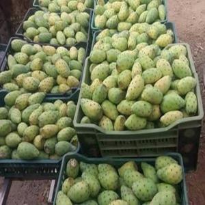 vente Figues de barbarie - fruits et légumes nous sommes une société d’import export des fruits et légumes frais implantée au tunisie ,  nous cherchons des clients sérieux qui s’intéressent à des produits d'exportation algérienne comme les tomates, pomme de terre , ail , poivrons verts , rouge