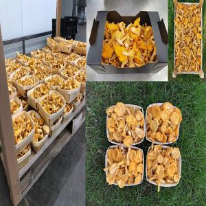 + De 10 T de champignons frais : Girolles  - champignon levure recherche grossite pour + de 10 tonnes de champignons a vendre ,  transport possible monde et europe ,  champignons ,  boites en bois 3kg,  1kg,  400gr,  250gr,  200g , ou boites noir en carton 3kg, ou 1kg  -----livraison minimum  1/2 camion ou camion --origine lituanie