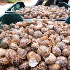 Sell snails of helix aspersa maxima and muller - live animals marketable food live cooled snail helix aspersa maxima--1,  2 grade,  price- €3000 / 1 tonne--veterinary health certificate,  radiological,  ecological control.--batches from 5 tonnes.--mediterranean snail helix aspersa maxima--reproduction of 2019 (made in ukraine,  farming enterprise zdravlyk)--live sn