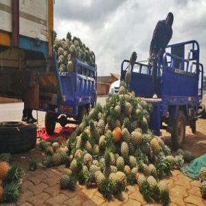 vente de fruit - fruits et légumes cher client nous avons ces produits a notre dispositions a vendre;--les poudres de baobab et du moringa ainsi que les graines et divers huiles, le soja, l'acajou, l’ananas, les divers types de bananes, le mais,  , pasteque , les divers types céréales,  huiles de palme rouge,  huile d'olive, huile