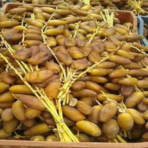 dattes tunisienne de kebili - fruits et légumes nous sommes producteur de dattes tunisienne 'deglet nour ' installé à kébili sud tunisien ,  nous disposons d'une quantité importante de dattes de bonne qualité. nous cherchons un client sérieux pour notre produit ainsi ouvert à toute proposition de co