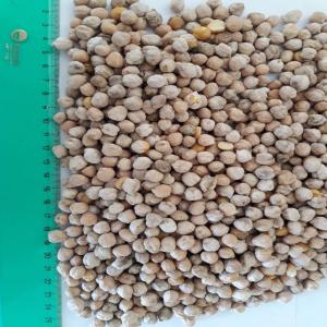 POIS CHICHE - fruits et légumes nous disposons de pois- chiche origine ( argentine) calibre 7/8mm prix cif (africa,  asia,  etc.) 600$/ tonnes  payment- lcmt700 at sight or port destination toujours que soit confirmer par un top50 bank .