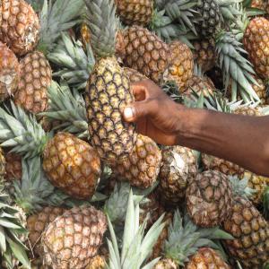 VENTE DES ANANAS: CAYENNE LISSE/ PAIN DE SUCRE - fruits et légumes nous vendons et nous recherchons des partenaires en afrique en europe et en amérique capable de nous aider a écoulé nos produits- ananas cayenne lisse et pain de sucre--et beaucoup d'autres produits d'origine béninoise nouvelles campagne...--nous faisons un bon prix sur l