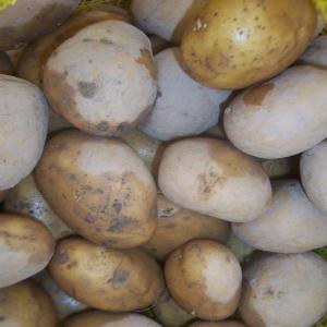 Fresh Potatoes - fruits and vegetables we can supply fresh potatoes to all countries and also we pack as per buyer want--we can also pack in these - --packaging details--1) 10kg/mesh bag--2) 10kg/ctn--3) we can also package them as per customers requirements