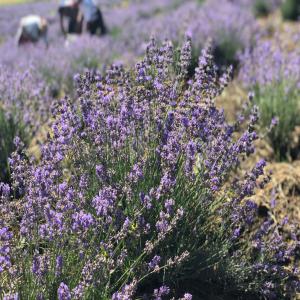 Lavender Essential Oil from Moldova - olis bonjour,  je suis producteur d'huiles essentielles de lavande de la république de moldavie,  je recherche des acheteurs. n'hésitez pas à me contacter,  nous trouverons sûrement un prix de compromis.----hi! we are lavender farm and looking for long term buyers for our lavender