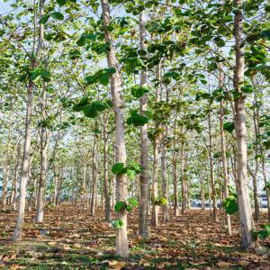 Vente de 32 hectares de tecks à Soubré, Tiassalé  - bois charbon fibre plus de 32 hectares de bois de teck disponible en côte d'ivoire précisément à soubré,  tiassalé et daoukro avec tous les papiers... 