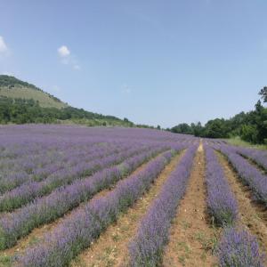 High quality bio lavander oil - olis we are farmers,  and we specialize in growing lavender hemus and sevtopolis in a place full of tradition and an extremely suitable climate. our plantations are on flat terrain at the foothills of the middle deer forest in the republic of bulgaria. we have our plantations of roses and lavender. our pl