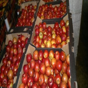 polish apple - fruits and vegetables a hybrid of the varieties wagener and jonathan. the fruit is rounded,  usually medium-sized. the pulp is slightly sour,  very juicy,  slightly creamy,  and savoury.