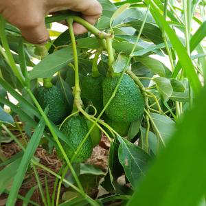 Producteur des avocats en Espagne - fruits et légumes je suis un petit agriculteur des avocats espagnols. actuellement je suis à la recherche des clients pour mes produit ( avocat,  varieté  lamb hass)