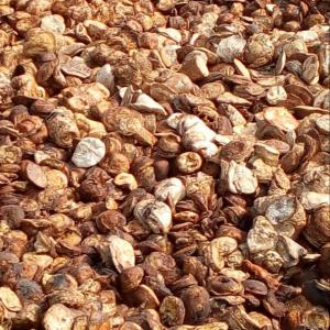 500 TONNES D'HEVEA DISPONIBLES  - autres 500 tonnes hévéa disponibles a san pedro --nb---*80% à la commande--*20% au chargement.--possibilité de vous fournir jusqu'a 250 tonnes par mois