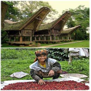 Grand Café Toraja Indonésien  (Arabica, Robusta )