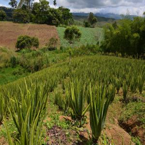 Fournisseur d'Aloé Vera  - autres bonjour,  nous sommes fournisseurs de gel d'aloe vera en provenance de colombie. excellent rapport qualité / prix. n'hésitez pas à nous contacter (2000€ la tonne de gel pur). 