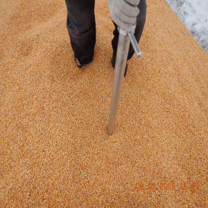 ukranian corn  - feed origin - ukraine--specs ---moisture max -14, 0%,  --damaged grains max - 5%--broken grains - 5%--foreign matter max - 2%--quantity - 500 mt +/-10% at sellers option--packing - in bulk. in 20ft container only--shipment - october 2019 both dates inclusive at sellers option