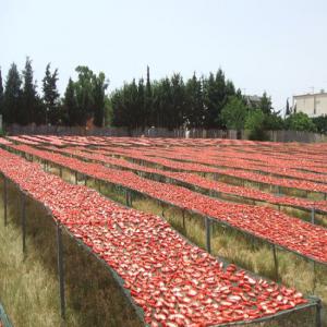 looking for clients for Dried Tomates, dried date - fruits and vegetables our company is a fruit and vegetable drying company that strives to bring together and train a team of competent skills to provide you with quality products that meet international requirements and standards.--our fruits and vegetables dried,  and good; quality,  caliber and tastes,  our prices as well