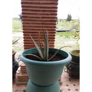 plantes aloe vera - horticulture plante biocarburant je vends plantes aloe vera en pot âgées de 1 a 3 ans issu de l agriculture--écologique prix selon age et quantité--- domaine-horticulture plante biocarburant