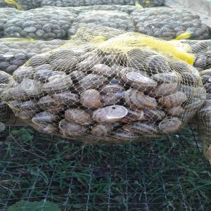  Escargot Muller - animaux vivants nous fabriquons des escargots vivants de première qualité (helix aspersa muller),  expédition et emballage compris.--nous sommes autorisés à exporter vers l’ue,  tous les certificats sanitaires sont fournis. merci pour votre coopération--- 3 € / kg (1 cat&eacu