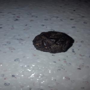 meteorite  - pierre roche je met en vente une meteorite trouvé au sud du maroc pour plus de informations contactez moi 