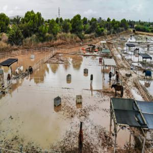 REGUGE POUR CEHEVAUX EN ESPAGNE CHERCHE FOURRAGE  - aliments pour animaux nous sommes un refuge pour chevaux à but non lucratif en espagne,  dans la province d’alicante. notre région a récemment été touchée par de graves tempetes et inondations dévastatrices. nous avons perdu une partie de notre fourrage et les producteurs l