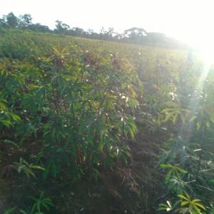 Fruits et légumes du Congo Brazzaville