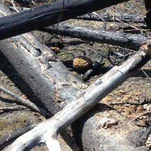 Morille de feu du Yukon Canada  - champignon levure recherche acheteur interressé par des morilles de feu du yukon ceuillit a la main séché naturellement au soleil. --conditionnement possible. --1kg 550€--10kg 450€. ----plus de quantité sur renseignements. 