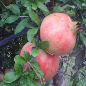 grenades - fruits et légumes cherchons des clients pour notre champs de grenadines qui est estimé a plus de 150 tonnes,  merci de nous contacter 