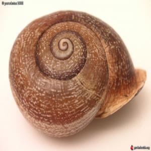 Escargot marocain - animaux vivants la confiance et la qualité sont le fondement des relations commerciales,  de la coopération pour aller de l'avant,  et la coopération est le fondement de tout dans la vie et d'atteindre le jardin du succès