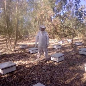 vente des ruches d'abeille - autres nous sommes une entreprise spécialisé en apiculture souhaitant vendre des ruches d'abeille complets pour plus d'information n'hésiter pas à nous contacter