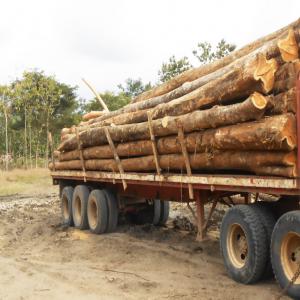 Vente de Grumes De Sciage Teak - bois charbon fibre nous disposons de 300 ha de teak de grumes sciage de 20 ans et plus.--environ 310 000 grume de sciage de teak ,  les diametres sont a 110cm - 150cm--la documents sont disponibles pour tout intéressé;--prix- discutable / avec 1100 grumes par ha