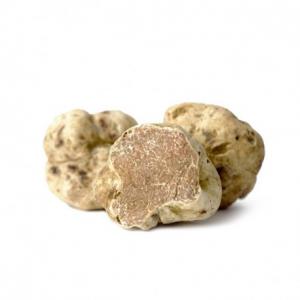 Vend truffe blanche  - champignon levure vend truffe blanche tuber magnatum exellente qualité, fraiche , envois par dhl. possibilitée de grosses quantités . prix au kilo 1900 euros.  