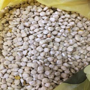 Lupinus albus - seed plant seed lupinus albus is grown in an ecologically clean region. origin ukraine indicators- purity - 99%,  humidity - up to 12%. packing on request.--