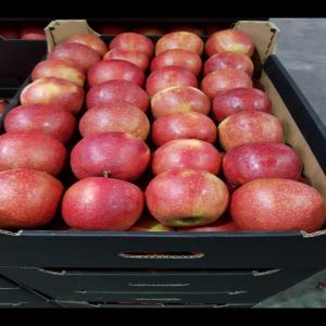 Red APPLE - fruits and vegetables --hello, --international trading company specialized in fresh fruit and vegetables,  offers you a very good quality of red apple.--there are two varieties---1 / ukraine origin 50/55 caliber (photo1 in support)--2 / tukey origin of 70/75 caliber (photo 2 in support)--interesting price.--for more info p