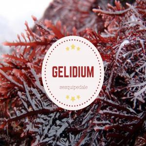 Gelidium sesquipedale ou Corneum - matiere vegetale gelidium sesquipedale ou corneum (ancien nom scientifique) est utilisé pour la production d'agar et dans la cosmétique tels pour le produits de soins et solaires. elle contient des métabolites tels que les caroténoïdes,  peptides,  et les acides aminés types mycospor