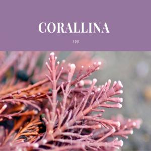 Corallina spp - Algue rouge - matiere vegetale elle est  utilisée pour ses propriétés anticoagulantes,  hypocholestérolémiantes et hypoglycémiantes et  comme biomatériau pour la chirurgie osseuse (hydroxylapatite).