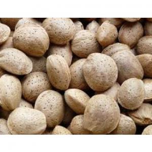 sale of almonds with shell - fruits secs et graines grillées almond in shell variety marcona 1st quality exceptional flavor maximum production 3965kilos,   producer 