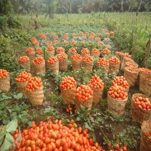 Recherche producteurs agroalimentaire - céréales bonjour jai une société agroalimentaire a yaoundé je réside en france je suis a la recherche des producteurs de maiis  tomate. macabo patate bâtons de manioc.  brefmanioc igname poivre blanc et noirs  brefgombo  poisson tilapia cirure  cetc....plantin..riz. arachide