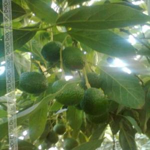 Avocat de qualité  De la fourche à la Fourchette  - fruits et légumes avocat marocains en attente de la certification biologique attribué par la fimabio.--fuerte,  zutano calibre 16 en moyenne.--première récolte à partir du 22 octobre 2019 - 4 tonnes environ.--disponible pour de plus amples renseignements. 