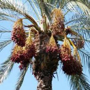 Petit Prod de dattes Oasis de Tozeur Tunisie - fruits et légumes tuniso-canadien,  originaire du sud tunisien,  petit producteur/exportateur de dattes naturelles  nour ,  cherche acheteur sur l'int'l et en particulier du canada (anglais et français). ,  rapport qualité prix  imbattables...svp n’hésiter pas a' me contacter ! merci. 