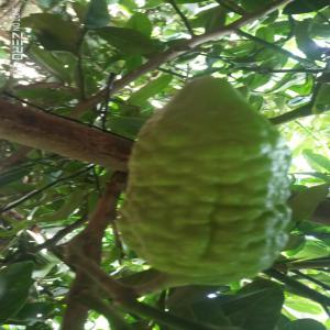 Etrog origine maroc - fruits et légumes bonjour. disposons d'etrog origine maroc..bonne plantation cherchons acheteurs serieux produit disponible dans la region d'agadir...merci de nous contacter.