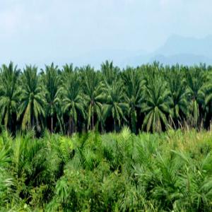 vente de palmeraie  - autres je dispose de 50hectare de palmier à huile dans la vallée de l'ouémé au bénin !!! à défaut d'investisseurs sérieux et motivés,  je suis disposé à les cédés !! contactez moi pour de plus amples informations