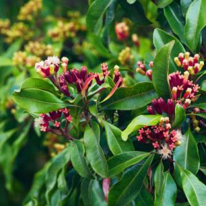 Huile essentielle de Clou de girofle - huiles --nom latin- eugenia caryophillata--origine- bénin--partie de la plante utilisée- boutons floraux--méthode d'extraction - distillation à la vapeur--composants aromatiques- eugénol,  β-caryophyllène,  acétate d’eugényle