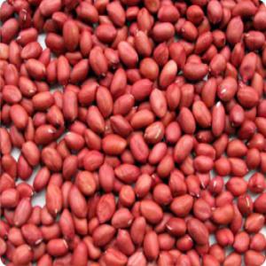 Raw Peanuts ( Red Runner ) - autres specifications---type- red runner--moisture- <8%--admixture- <0.1%--total defective- <8%--nut count- < 200 nuts/ kg--out turn- >48lbs per 80kg net bag 