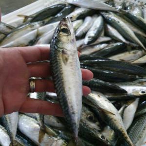 Sardine Whole Round 8-14/kg - fish salam--dear customers --below is a proposition for---sardine whole round--size- 8-14/kg--origin- morocco--quality- grade a--price- $0.68 fob agadir--contact me for more information