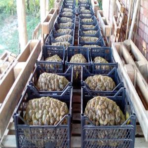 helix aspersa maxima, aspersa muller, escargot - live animals for sale---helix aspersa máxima 3€/kg--helix aspersa muller 4€/kg--minimum order-520 kg (which is one pallet,  weights 540 kg total)--available 60 tons of helix aspersa máxima and 40 tons of helix aspersa muller--certificates available- production,  product,  analysis,  origen,  eur,  and veterinary certi