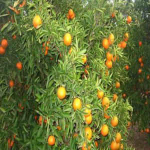 ORANGE - fruits et légumes bonjour,  nous recherchons de nouveaux clients pour nos fruits (orange) directement de nos champs en espagne,  avec la possibilité de fournir 1,  5,  10 conteneurs mensuels,  expédition en europe,  asie,  amérique,  etc.