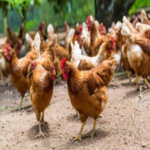 Recherche expert dans l'élevage de Volaille - animaux vivants bonjour à tous, ----nous sommes une jeune société désirant nous lancer dans le commerce de volaille en côte d'ivoire ( poussins,  poulets à chair,  poules pondeuses,  cailles,  dindes,  etc). nous souhaitons entrer en contact avec un expert dans le domaine afin de 