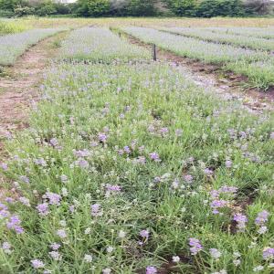 Lavender plants seller - seed plant seed we are bulgarian producer of lavender plants in 500 hectare fields. the plants are with length 25-30cm. available are more than 3 million pieces. the price of 1 plant is 0.23eu/1pce. the types of the lavender plants are sevtopolis,  hemus and yubileyna. we give the certificates.